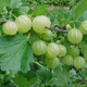 Herbs For Hair - Amla (Gooseberry)
