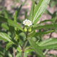 Herbs For Hair - Bhringraj (Eclipta Alba)