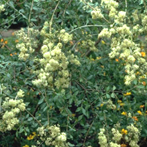 Henna (Lawsonia Inermis) - Image