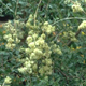 Herbs For Hair - Henna (Lawsonia Inermis)