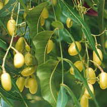 Neem (Azadirachta Indica) - Image