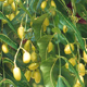 Herbs For Hair - Neem (Azadirachta Indica)